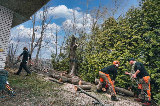 Tree-Shrub Trimming & Pruning Services