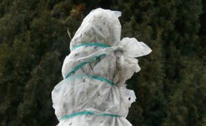 winter tree wrap