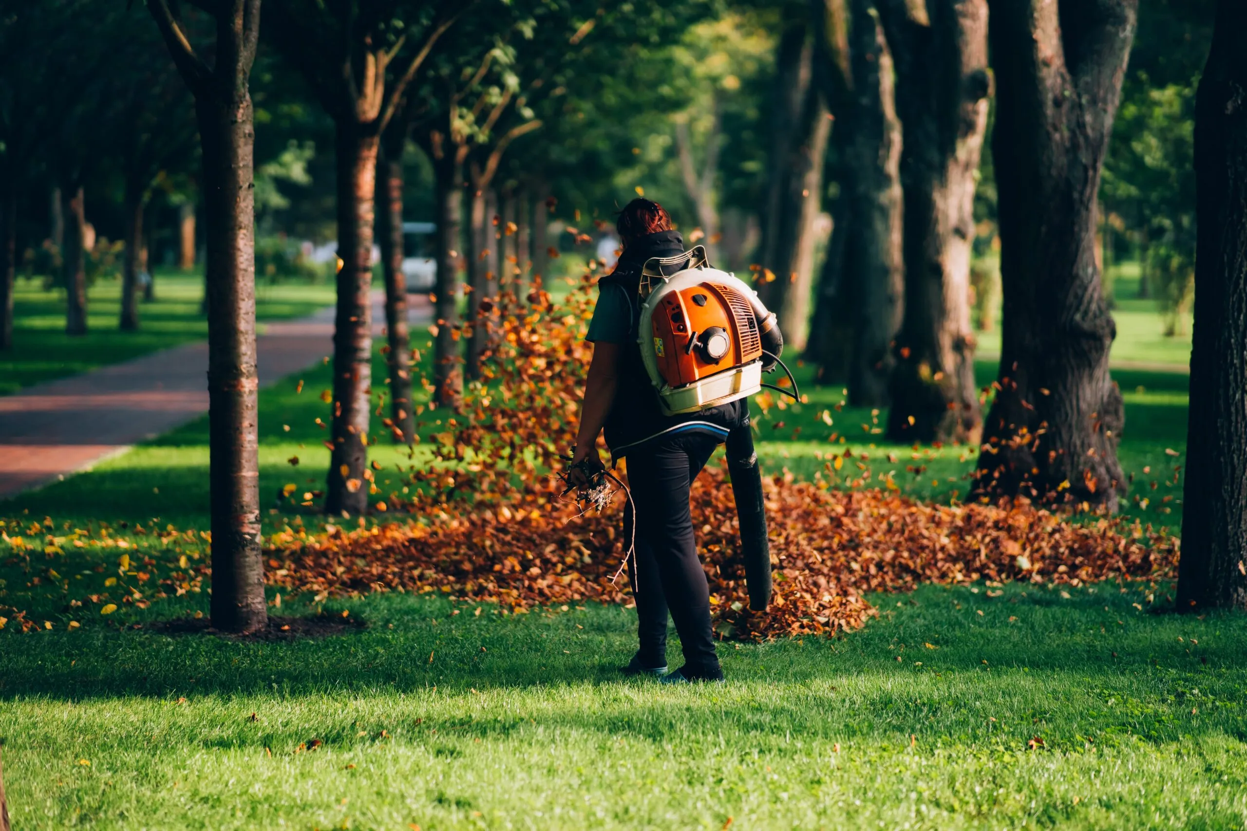 Union City Tree Experts