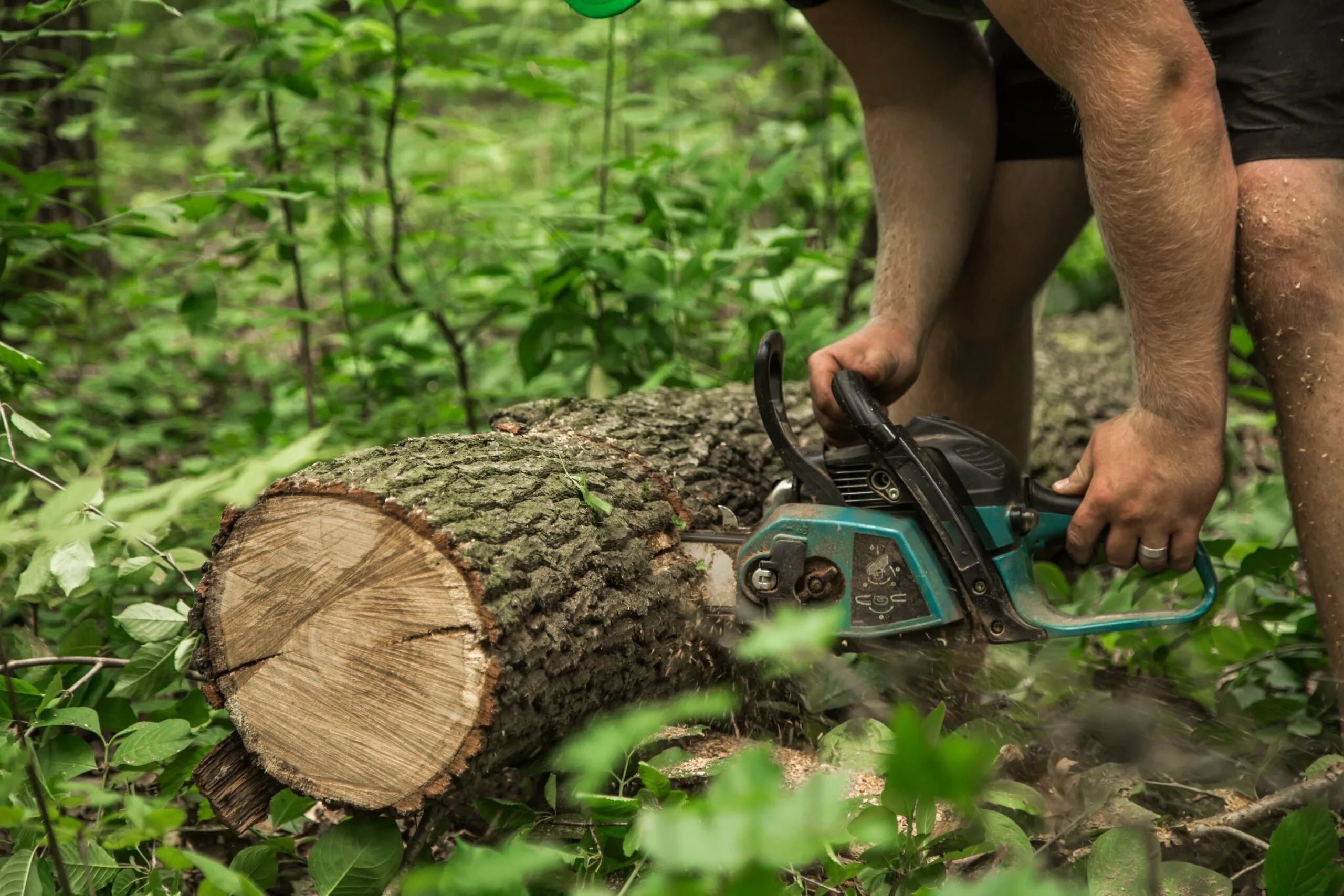 tree cutting