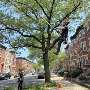 tree pruning union city nj