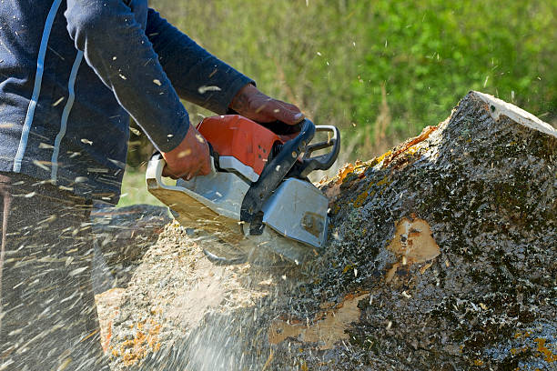 stump removal union city