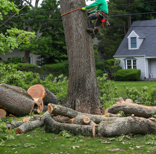 tree removal union city