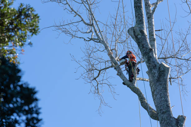 tree trimming union city