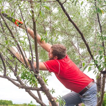 tree pruning