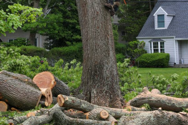 tree removal union city
